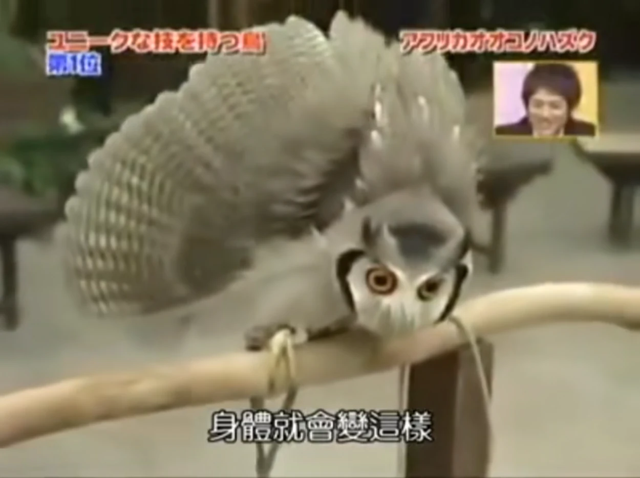 <a href="https://www.bilibili.com/video/BV1Ex411571p?t=23.4" target="_blank">BV1Ex411571p at 23.4s</a>，其实主要是wing length（翅膀长度）